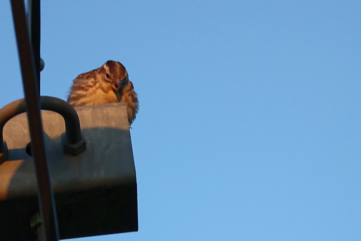 Rock Sparrow - Anonymous