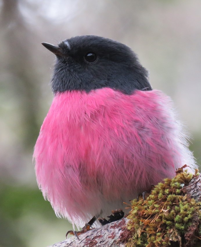 Pink Robin - Stephan Megroz