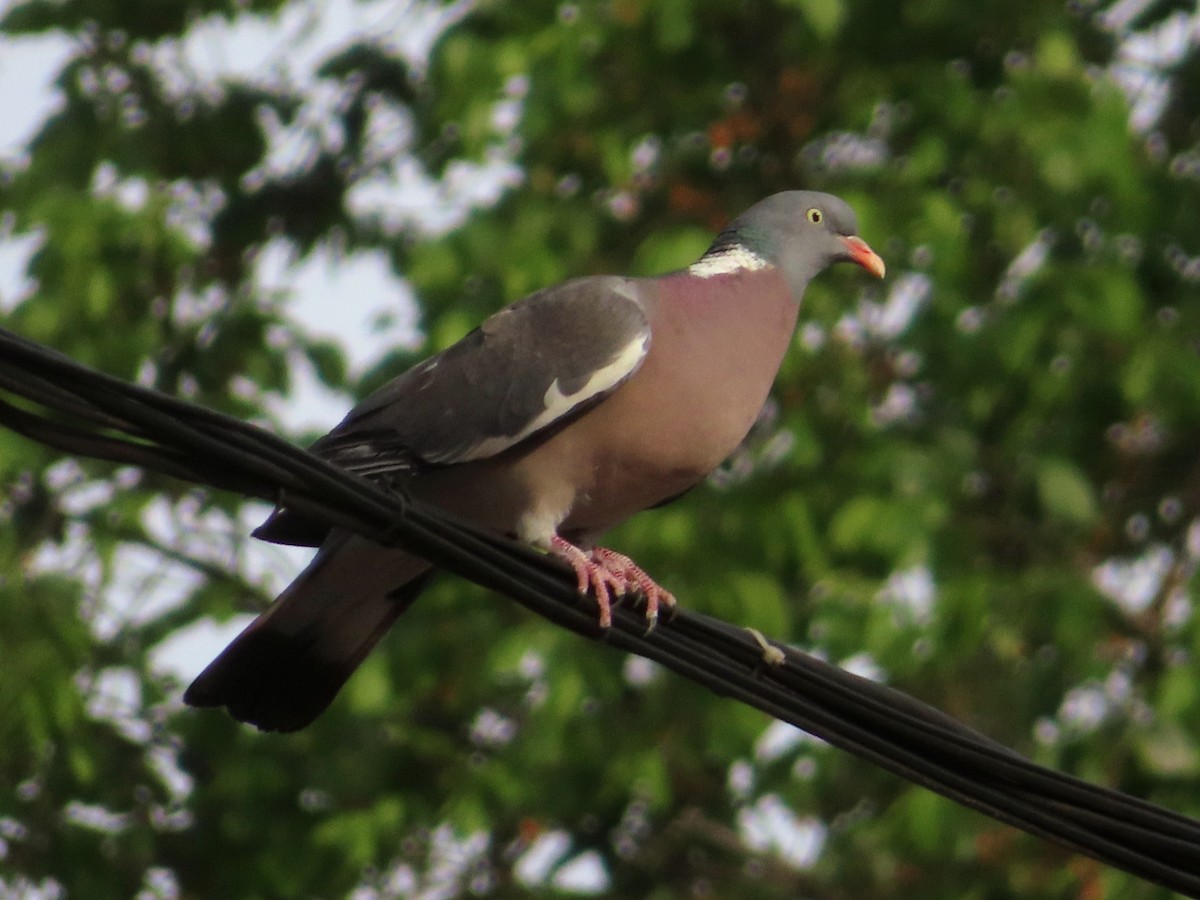 Common Wood-Pigeon - Kseniia Marianna Prondzynska