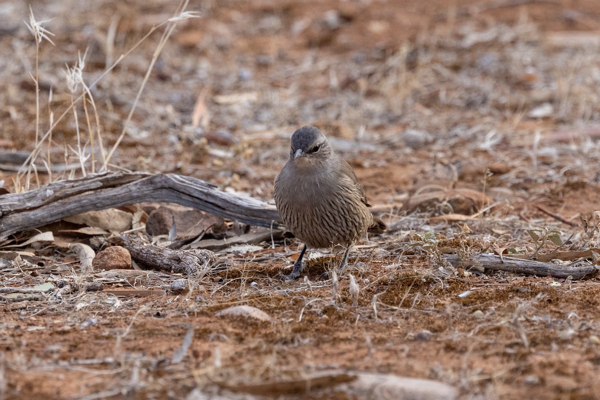 Brown Treecreeper - Richard and Margaret Alcorn