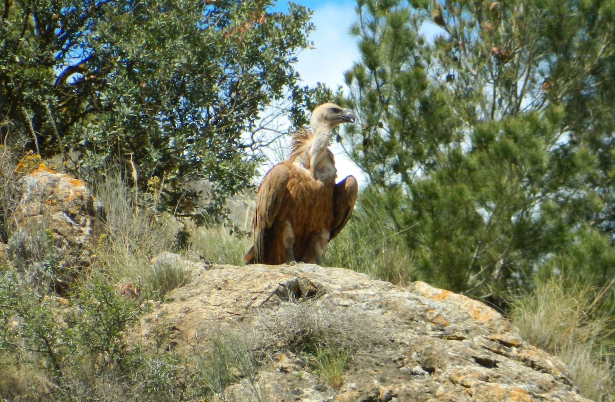 Eurasian Griffon - Emma Keen