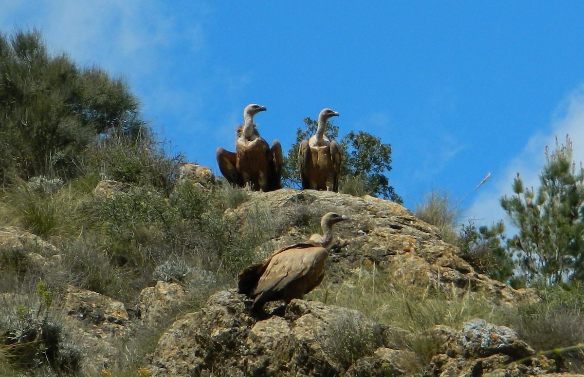 Eurasian Griffon - Emma Keen