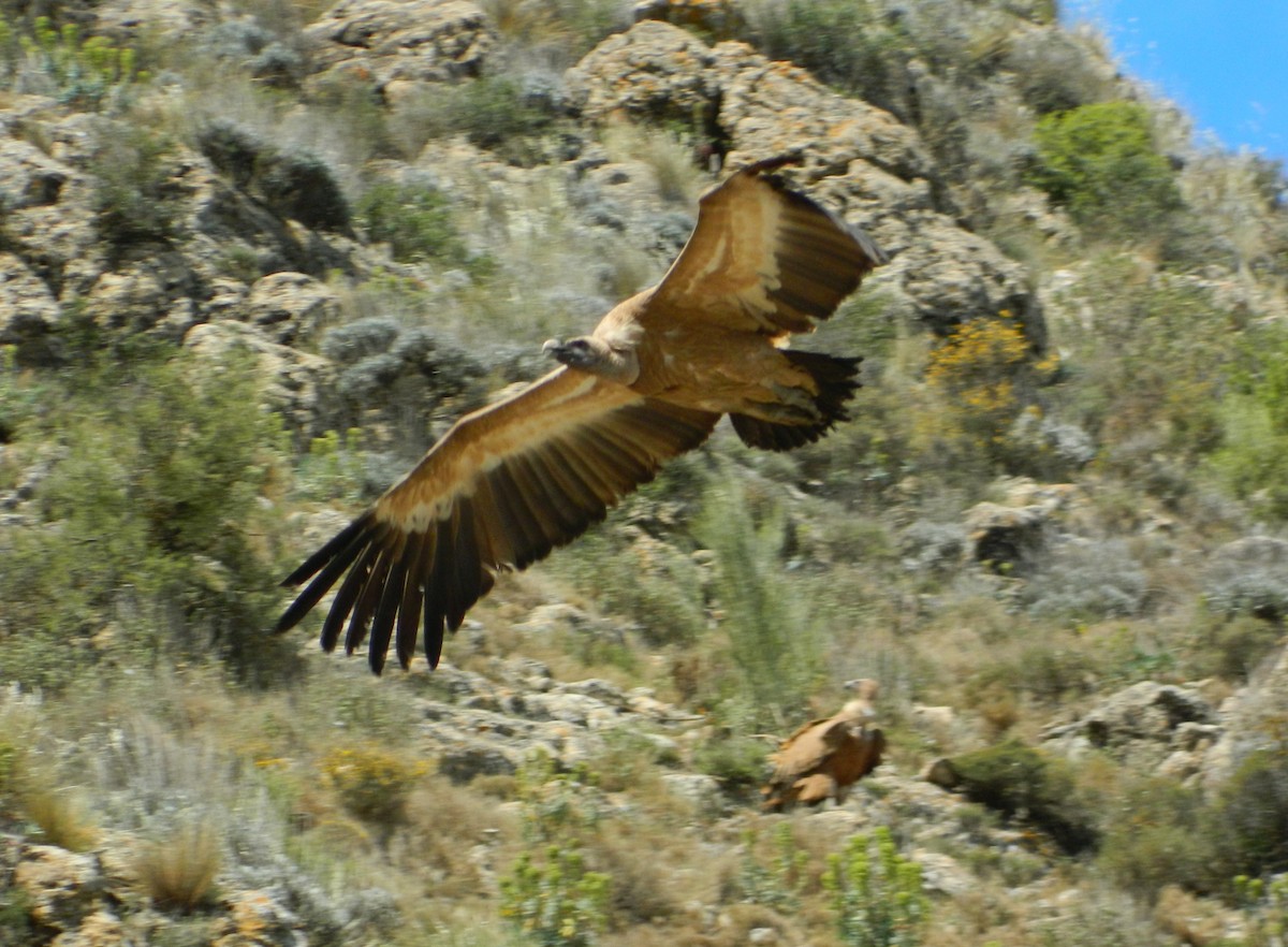 Eurasian Griffon - Emma Keen