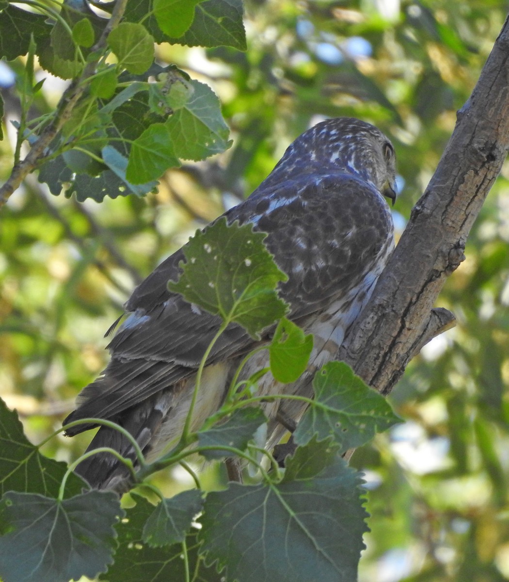 Cooper's Hawk - Gerrie Karczynski