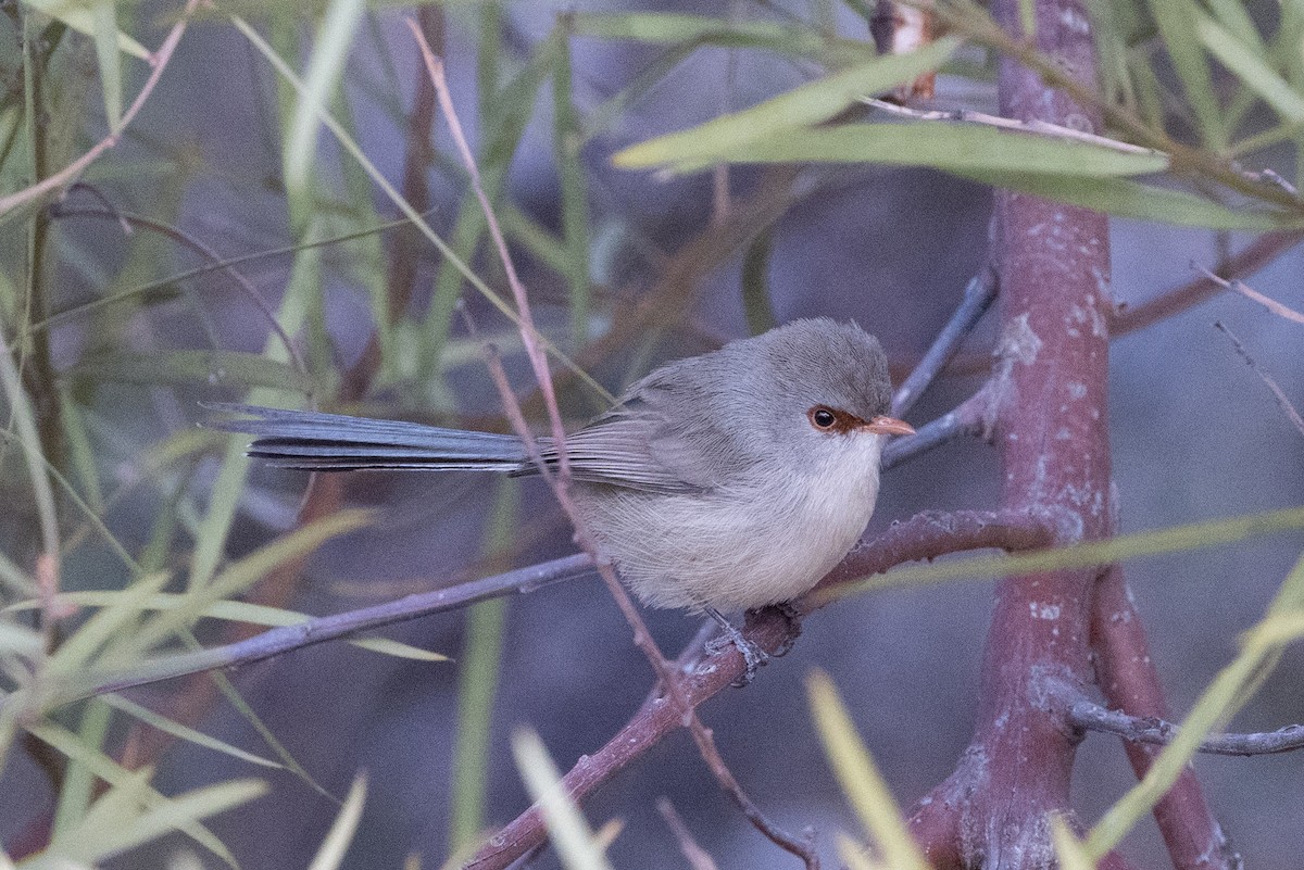 Purple-backed Fairywren - Richard and Margaret Alcorn