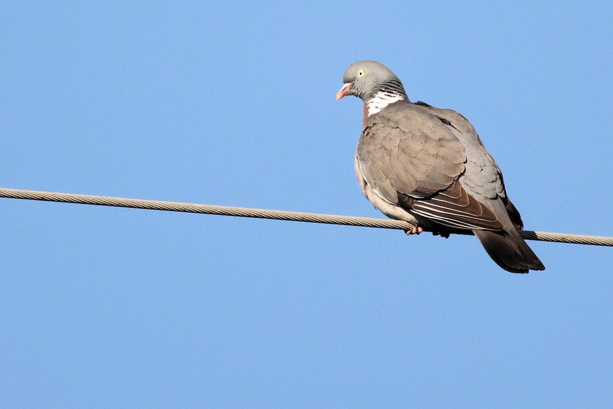 Common Wood-Pigeon - Anonymous