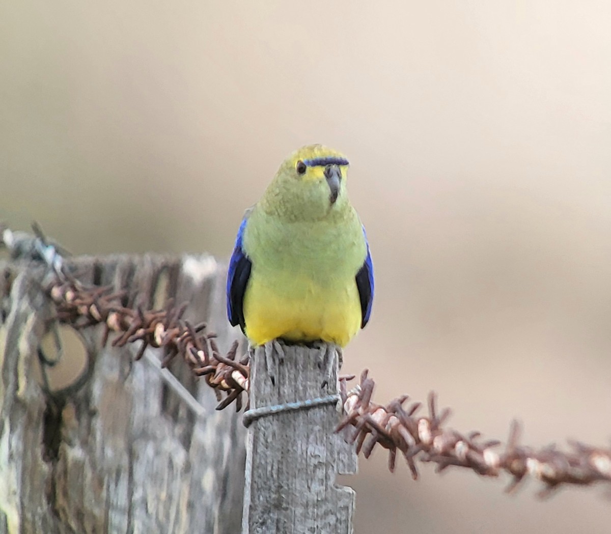 Blue-winged Parrot - Craig Morley