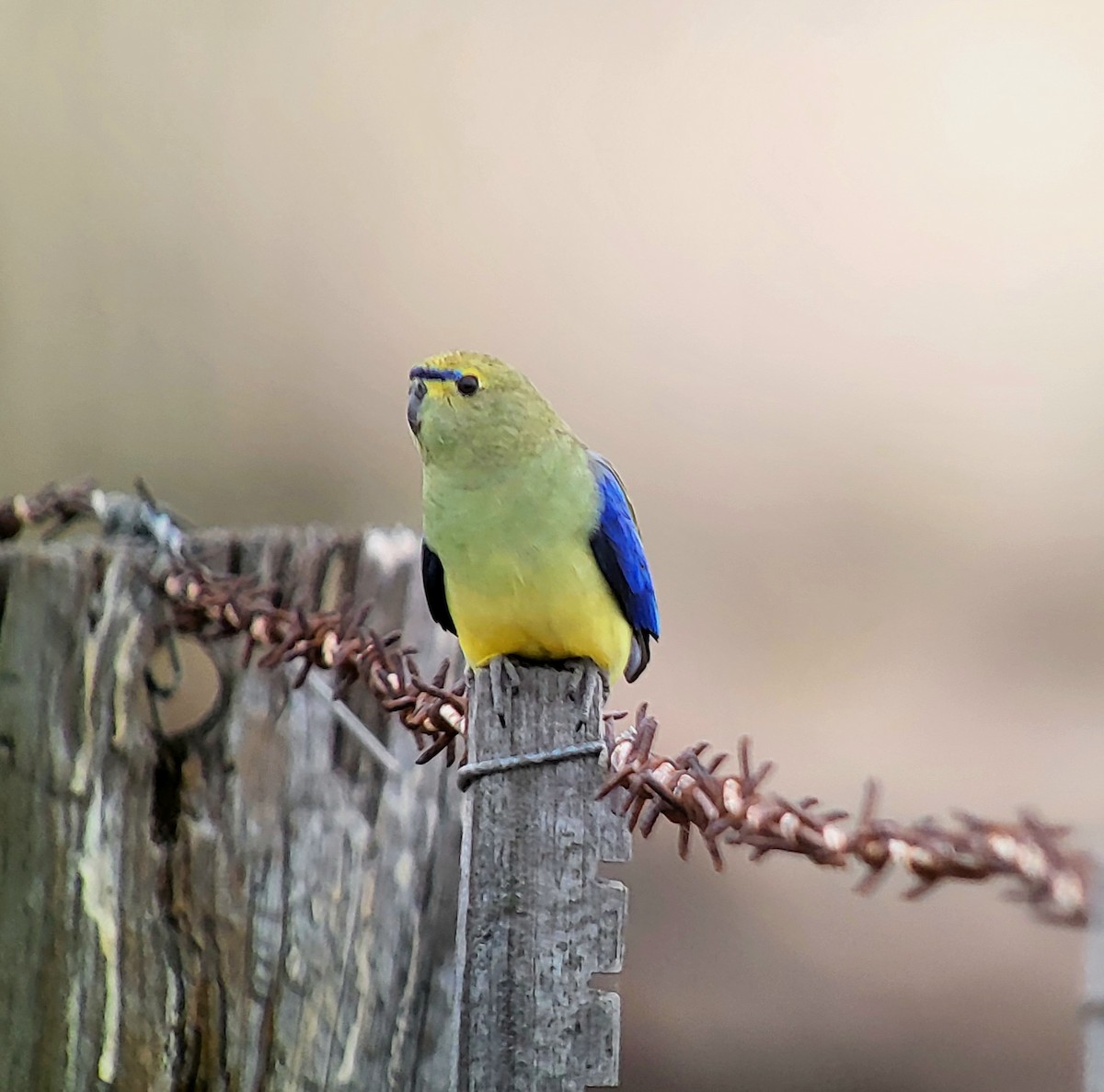 Blue-winged Parrot - Craig Morley