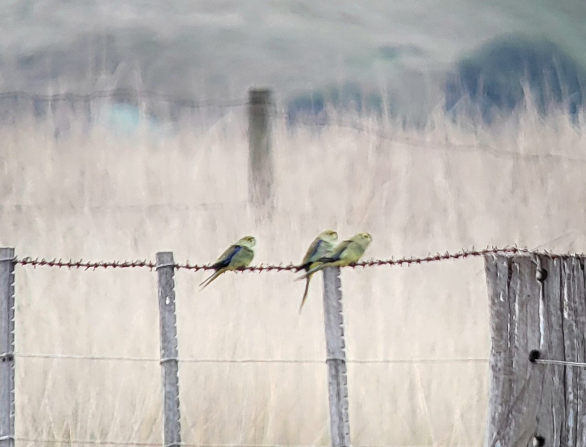 Blue-winged Parrot - Craig Morley