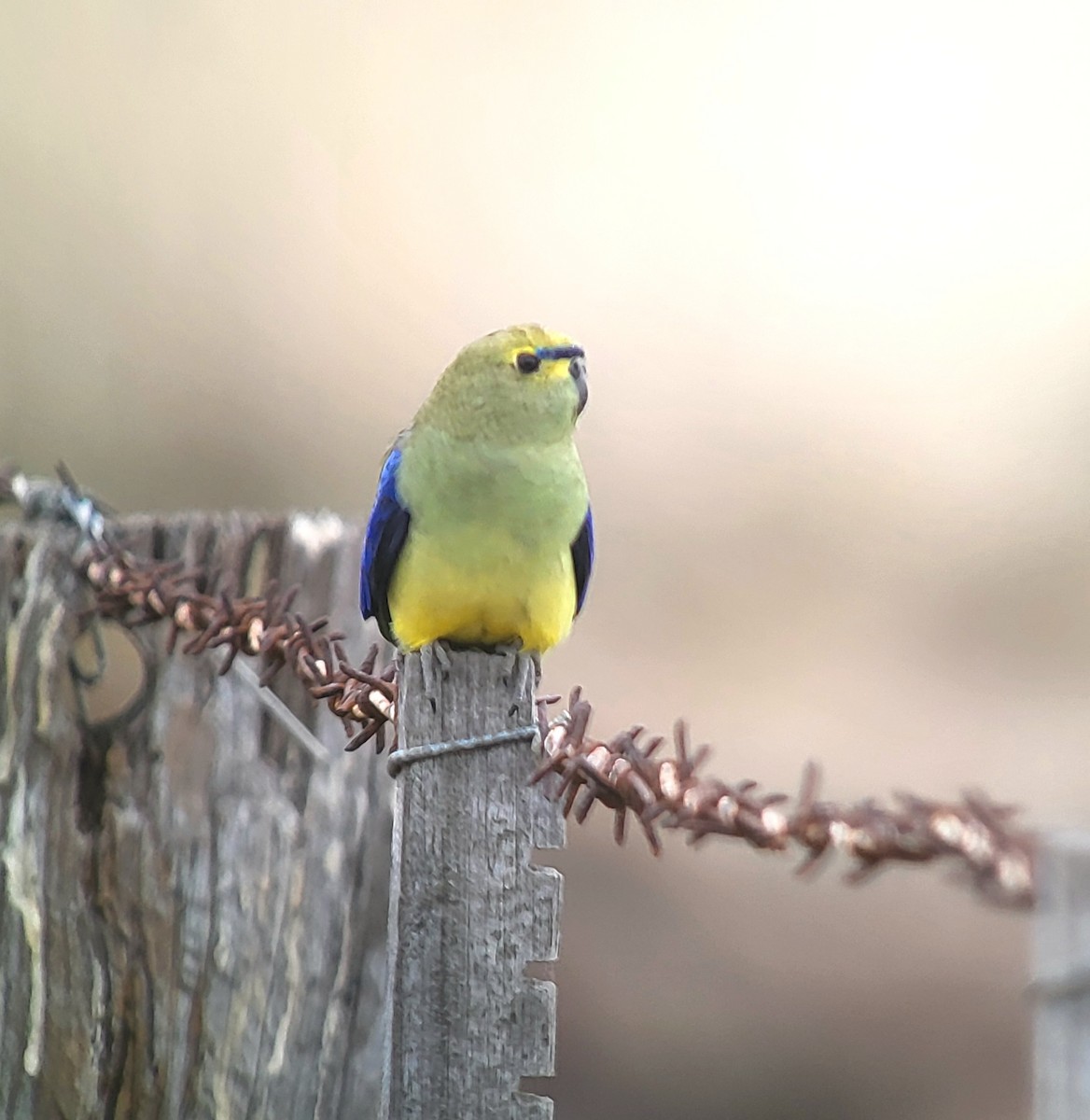 Blue-winged Parrot - ML618805617