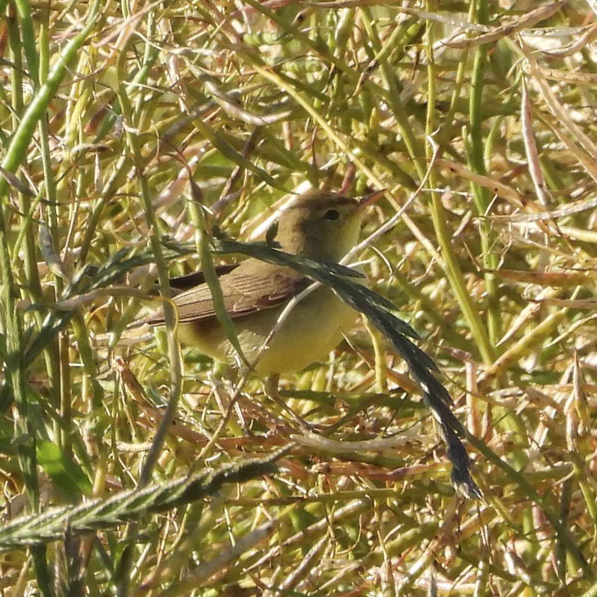 Melodious Warbler - Manuel Velasco