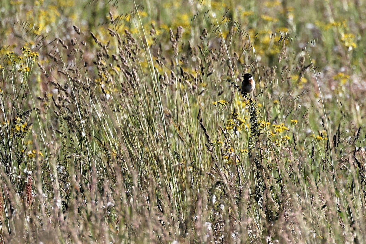 European Stonechat - Anonymous