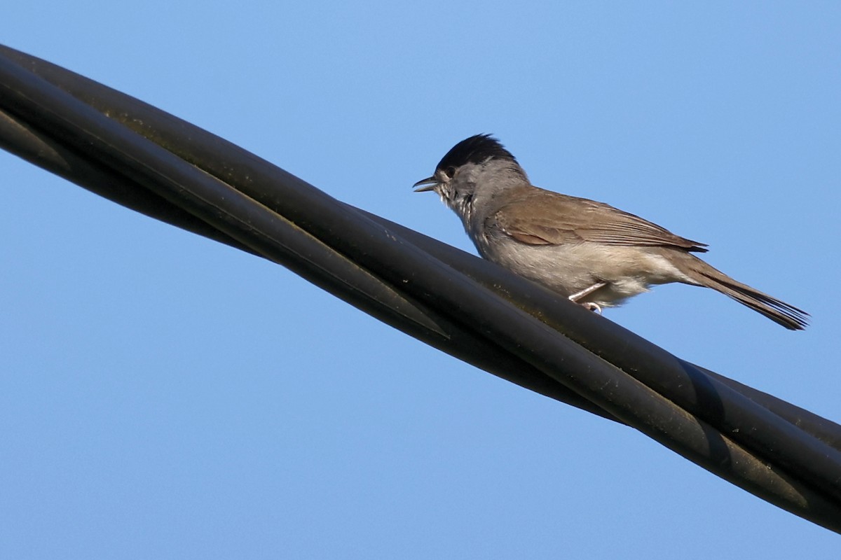 Eurasian Blackcap - Anonymous