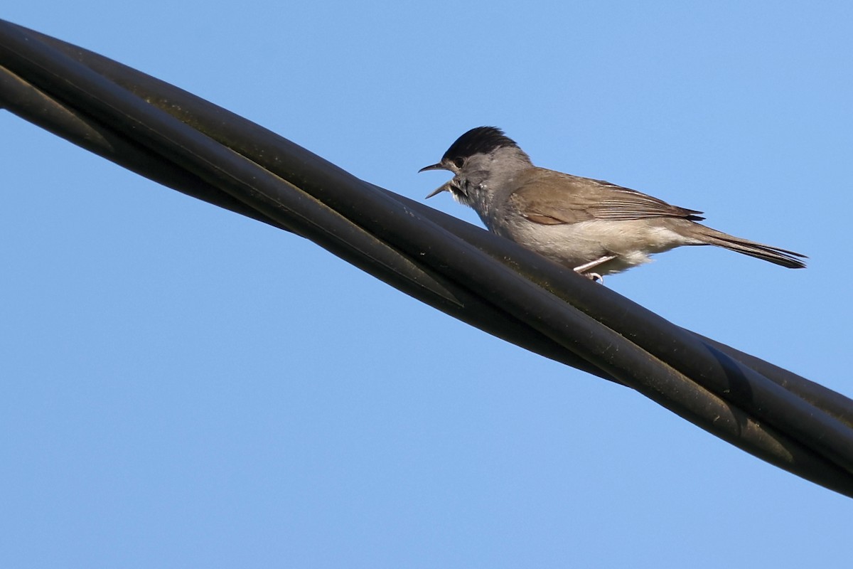 Eurasian Blackcap - Anonymous