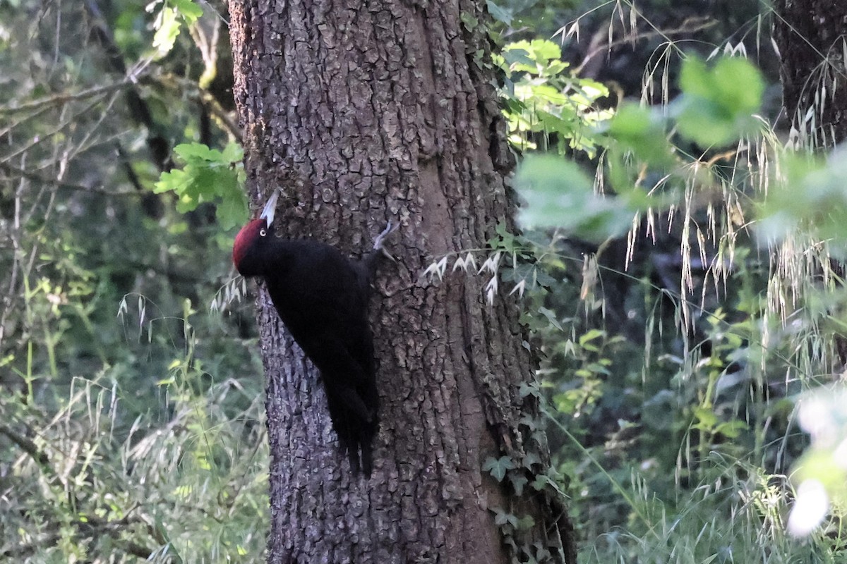 Black Woodpecker - Anonymous