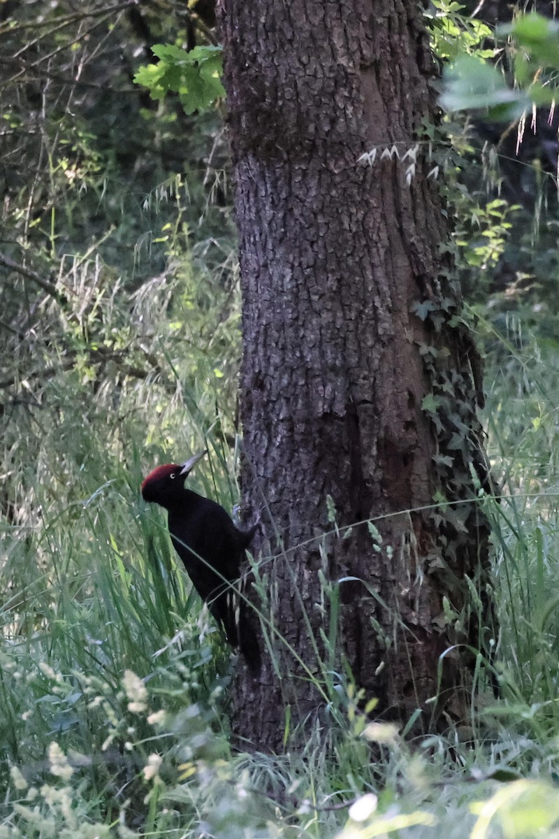 Black Woodpecker - Anonymous