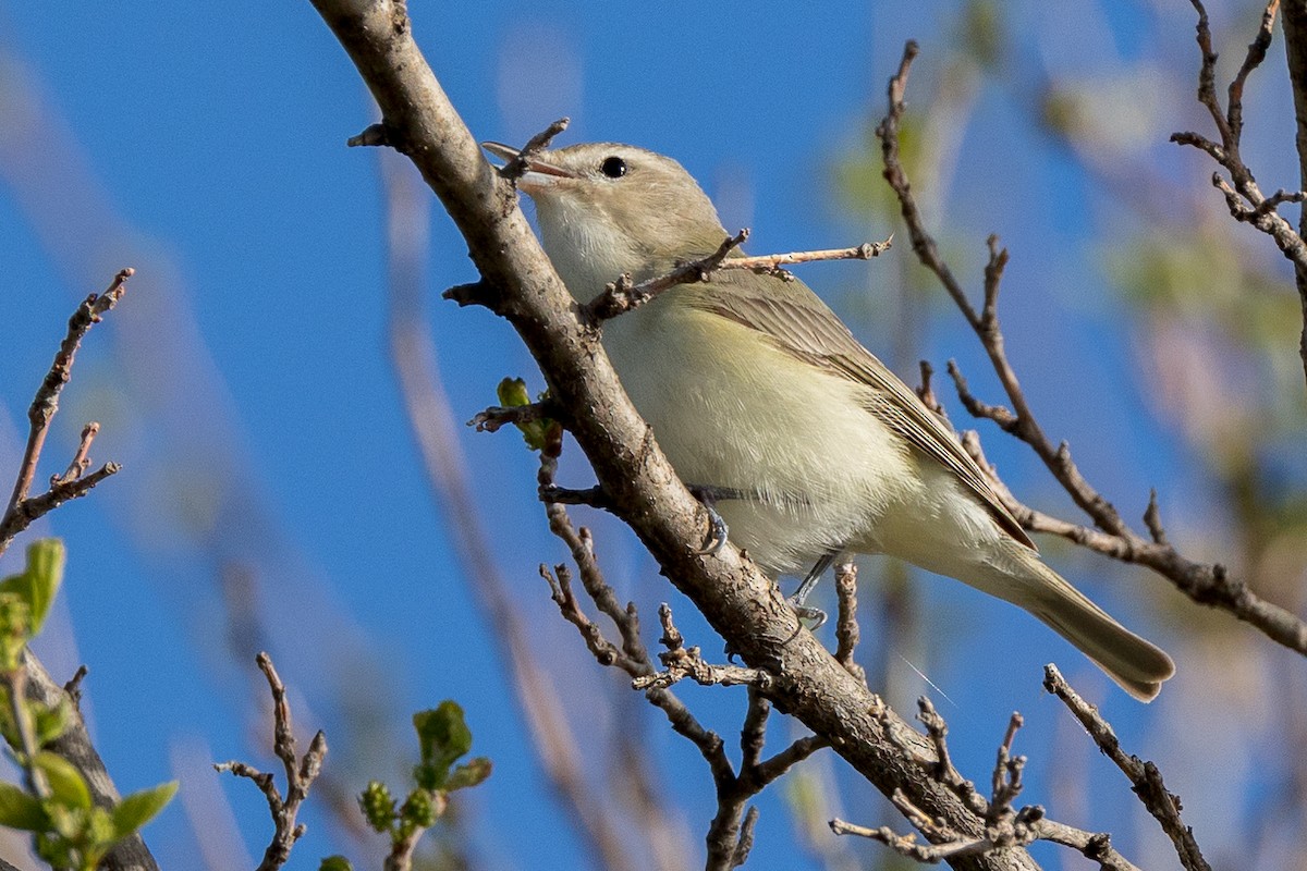 Warbling Vireo - Anonymous