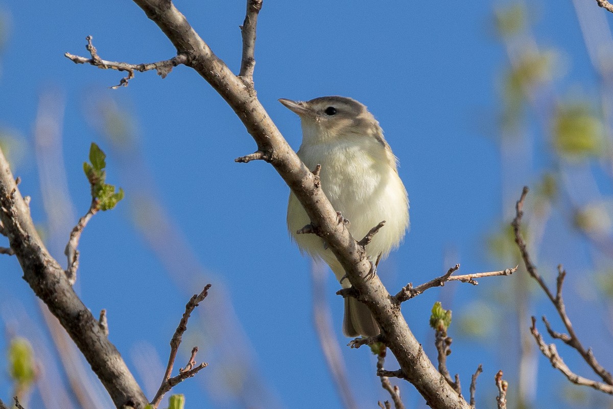 Warbling Vireo - Anonymous