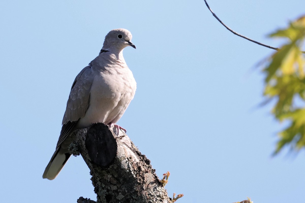 Eurasian Collared-Dove - Anonymous