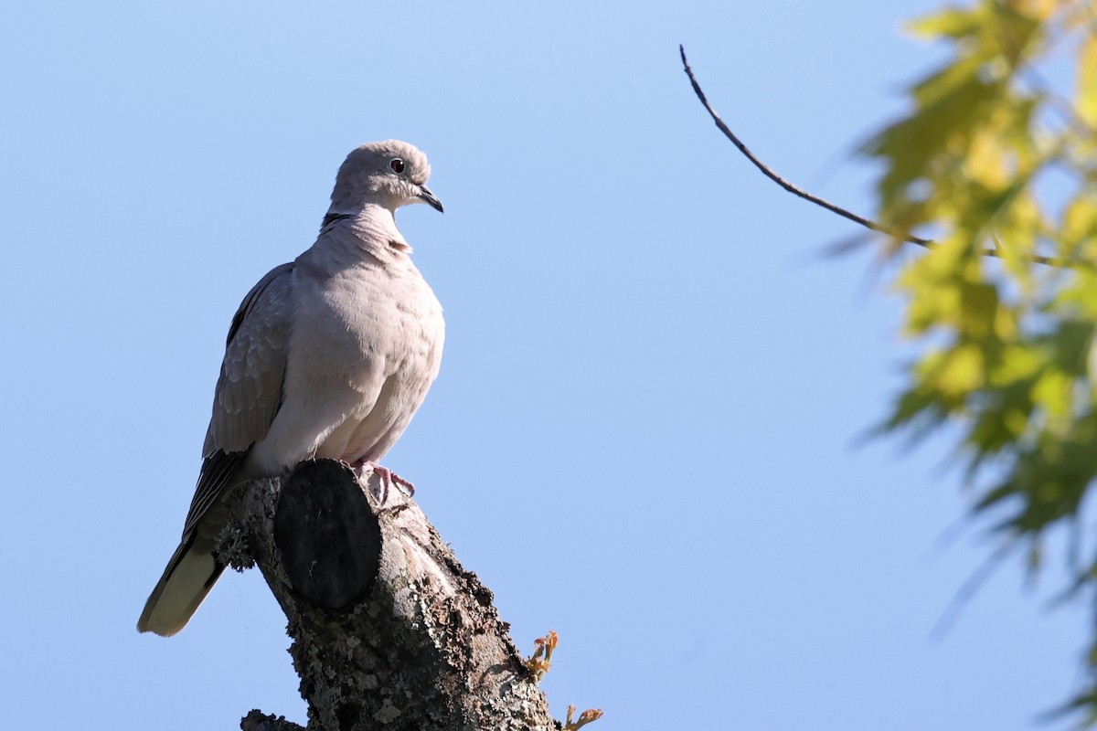 Eurasian Collared-Dove - Christophe PASQUIER