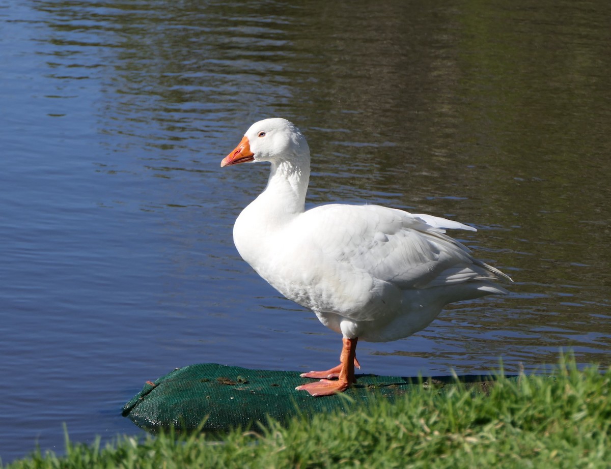 Graylag Goose (Domestic type) - Jim Kirker