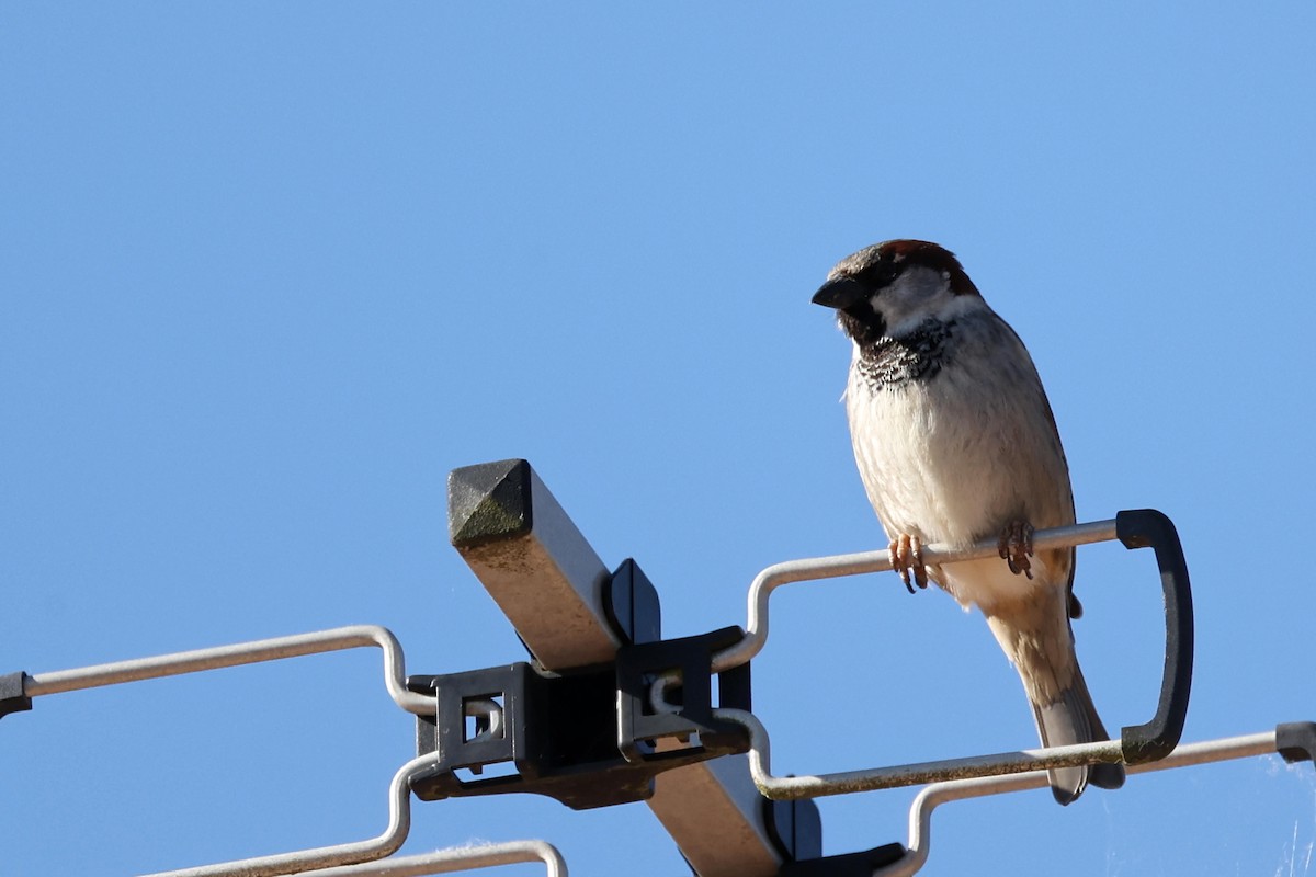 House Sparrow - Anonymous