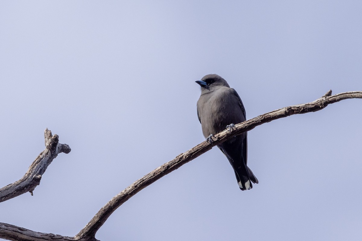 Dusky Woodswallow - Richard and Margaret Alcorn