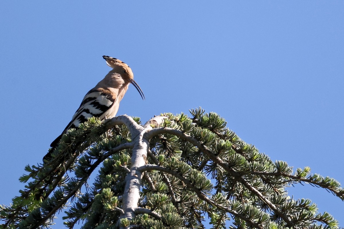 Eurasian Hoopoe - Anonymous