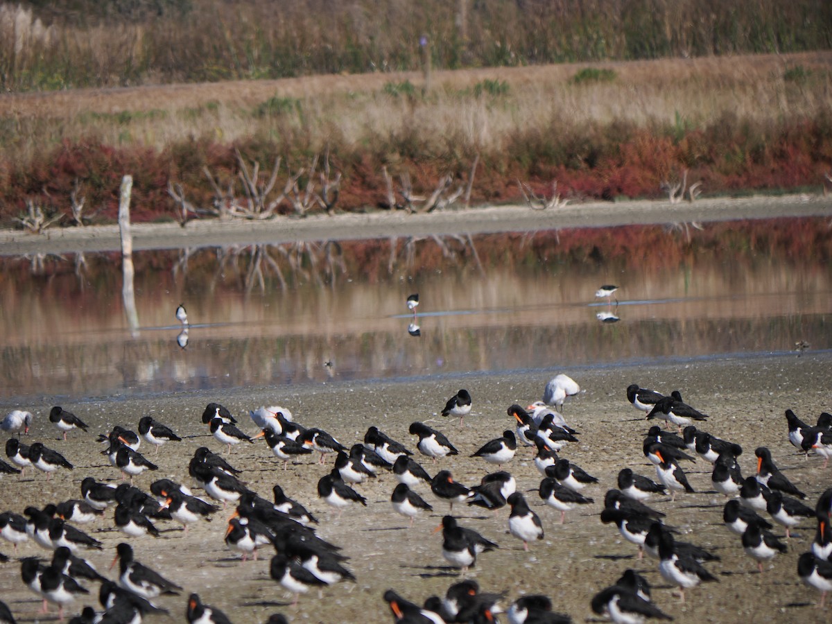 South Island Oystercatcher - ML618805726