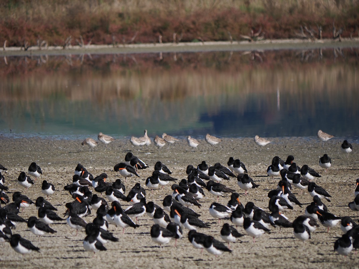 South Island Oystercatcher - Isaac Newell