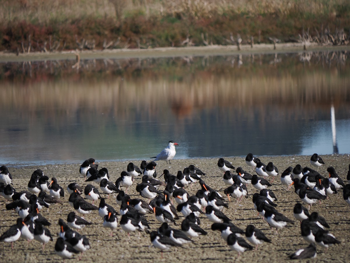 South Island Oystercatcher - Isaac Newell