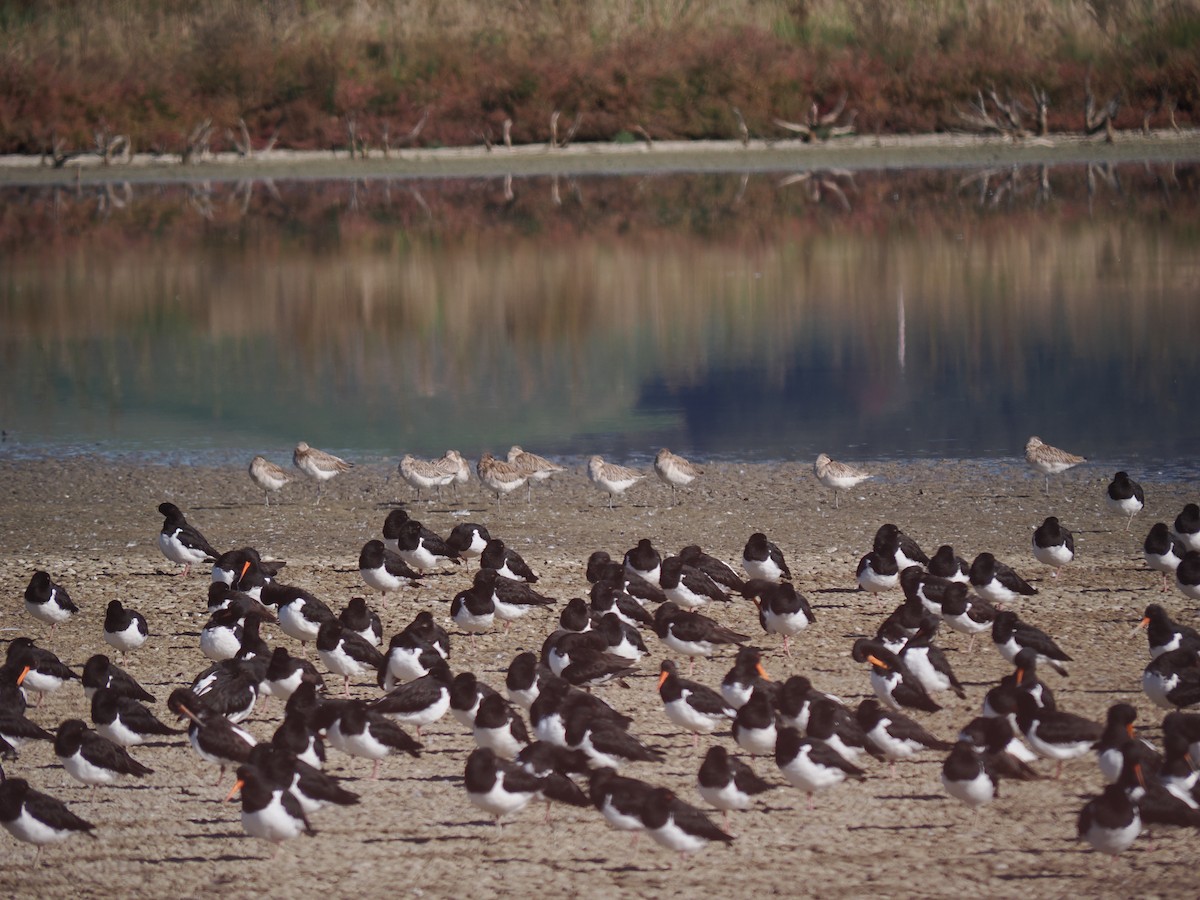 South Island Oystercatcher - ML618805731