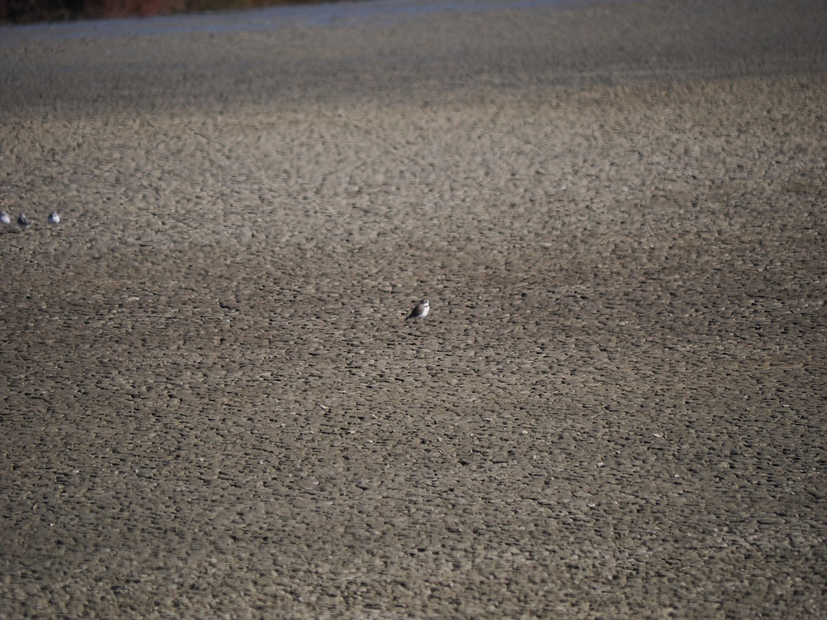 Double-banded Plover - ML618805740