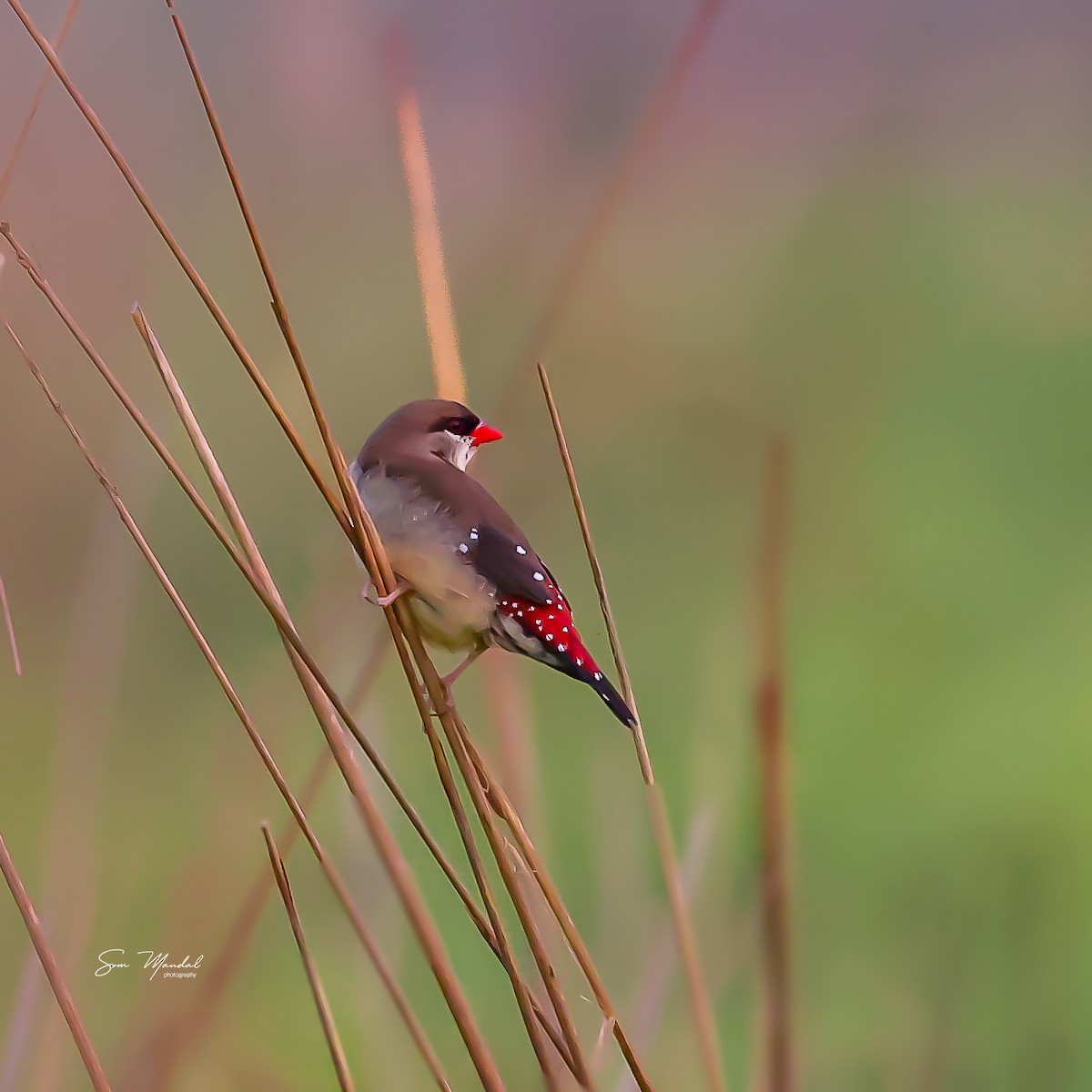 Red Avadavat - ML618805741