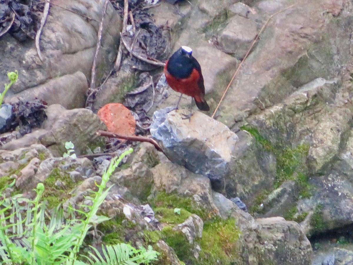 White-capped Redstart - Paul Dennis