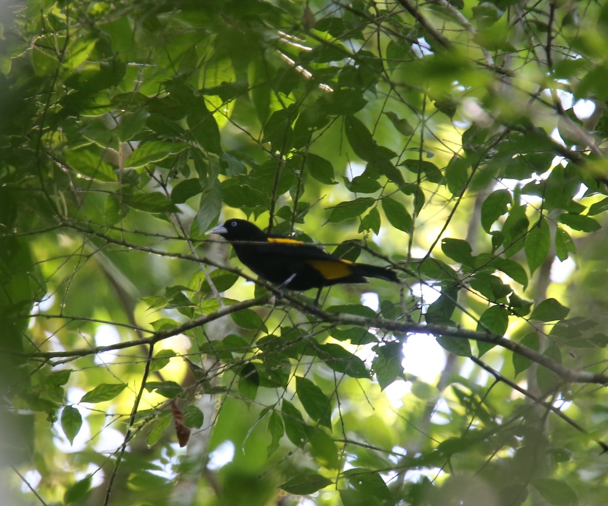 Yellow-rumped Cacique (Western) - Desmond Allen