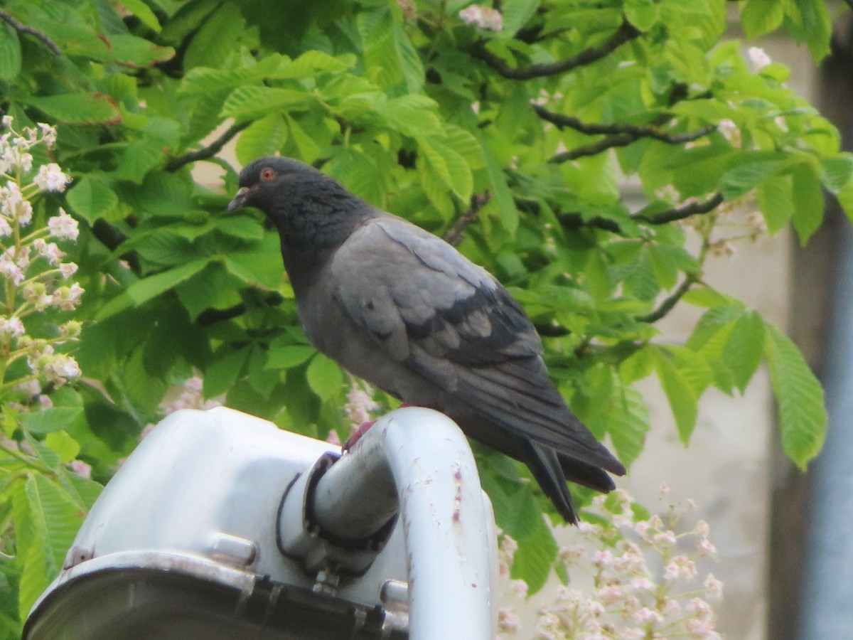 Rock Pigeon (Feral Pigeon) - Kseniia Marianna Prondzynska