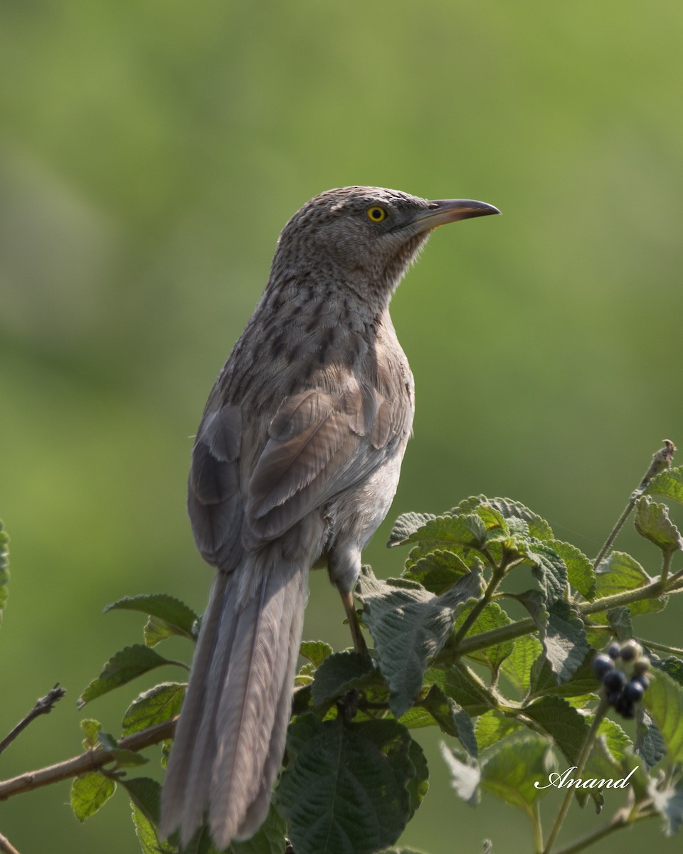 Striated Babbler - Anand Singh