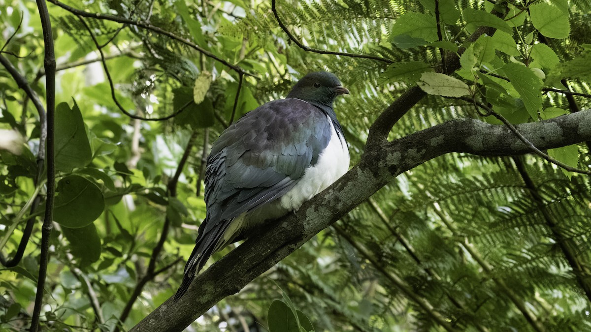 New Zealand Pigeon (New Zealand) - Markus Craig