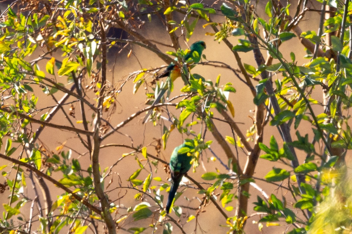 Mulga Parrot - Richard and Margaret Alcorn