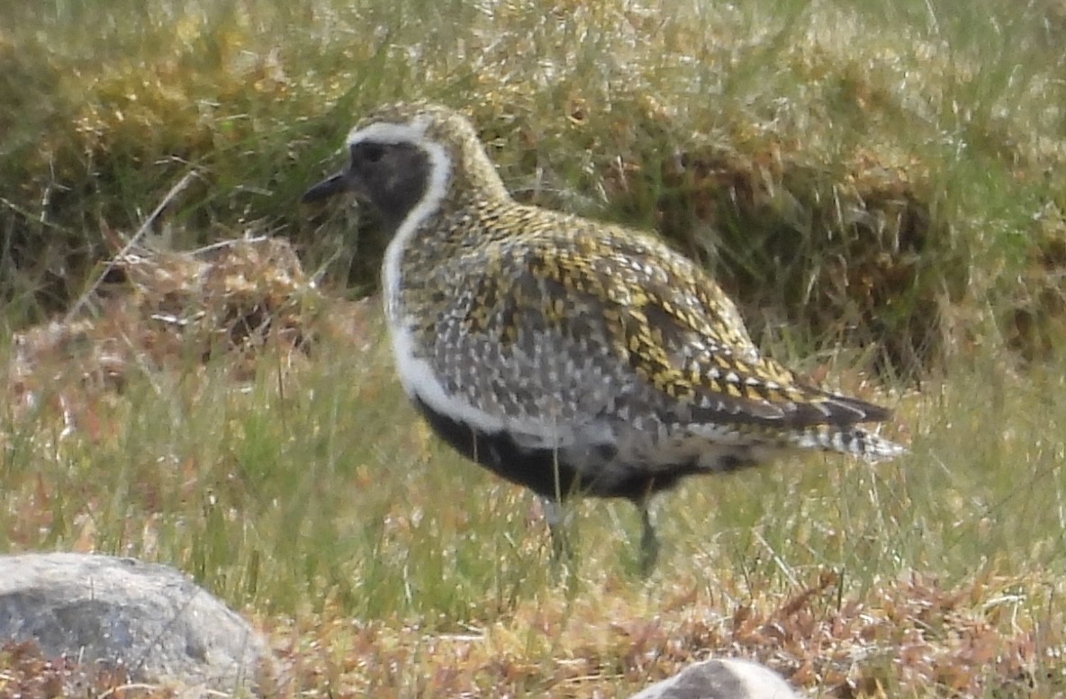 European Golden-Plover - Erica Kawata