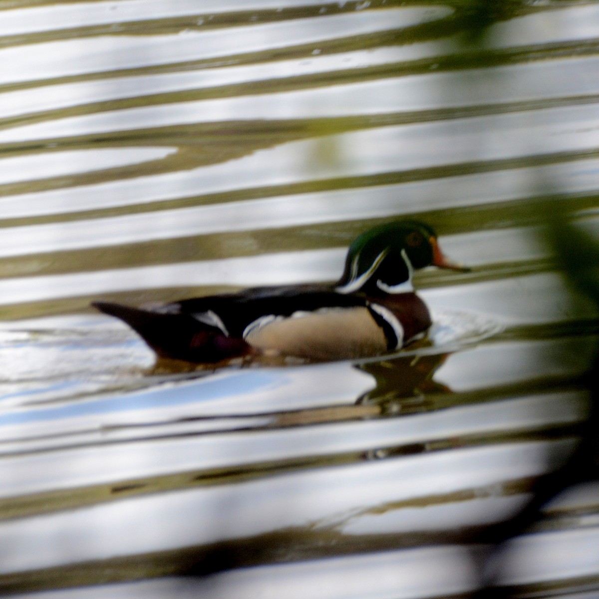 Wood Duck - ML618805764