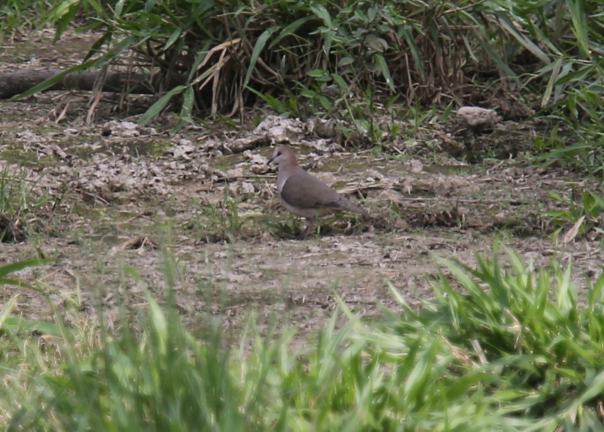 White-tipped Dove (decolor) - Desmond Allen