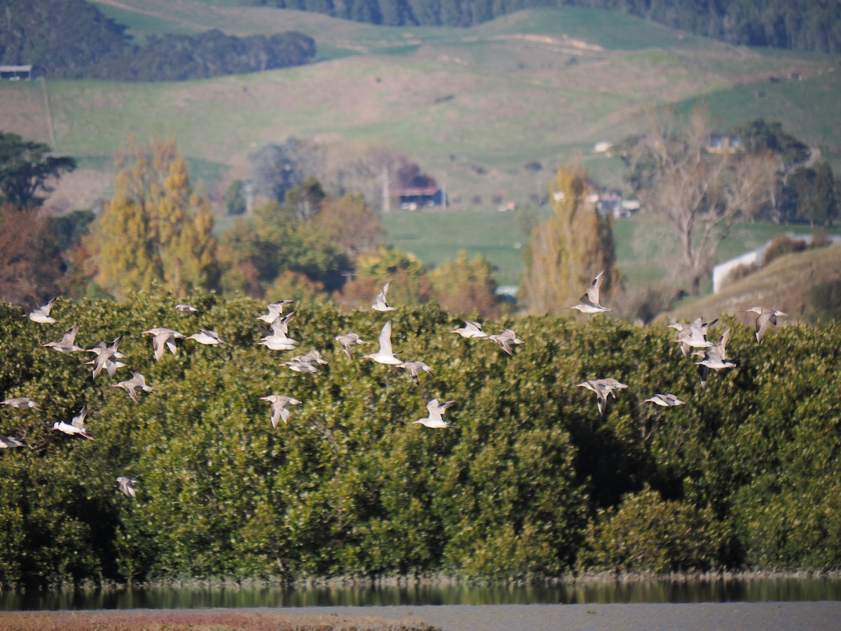 Bar-tailed Godwit - Isaac Newell