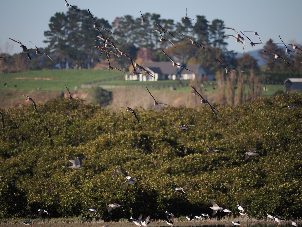 Bar-tailed Godwit - ML618805776