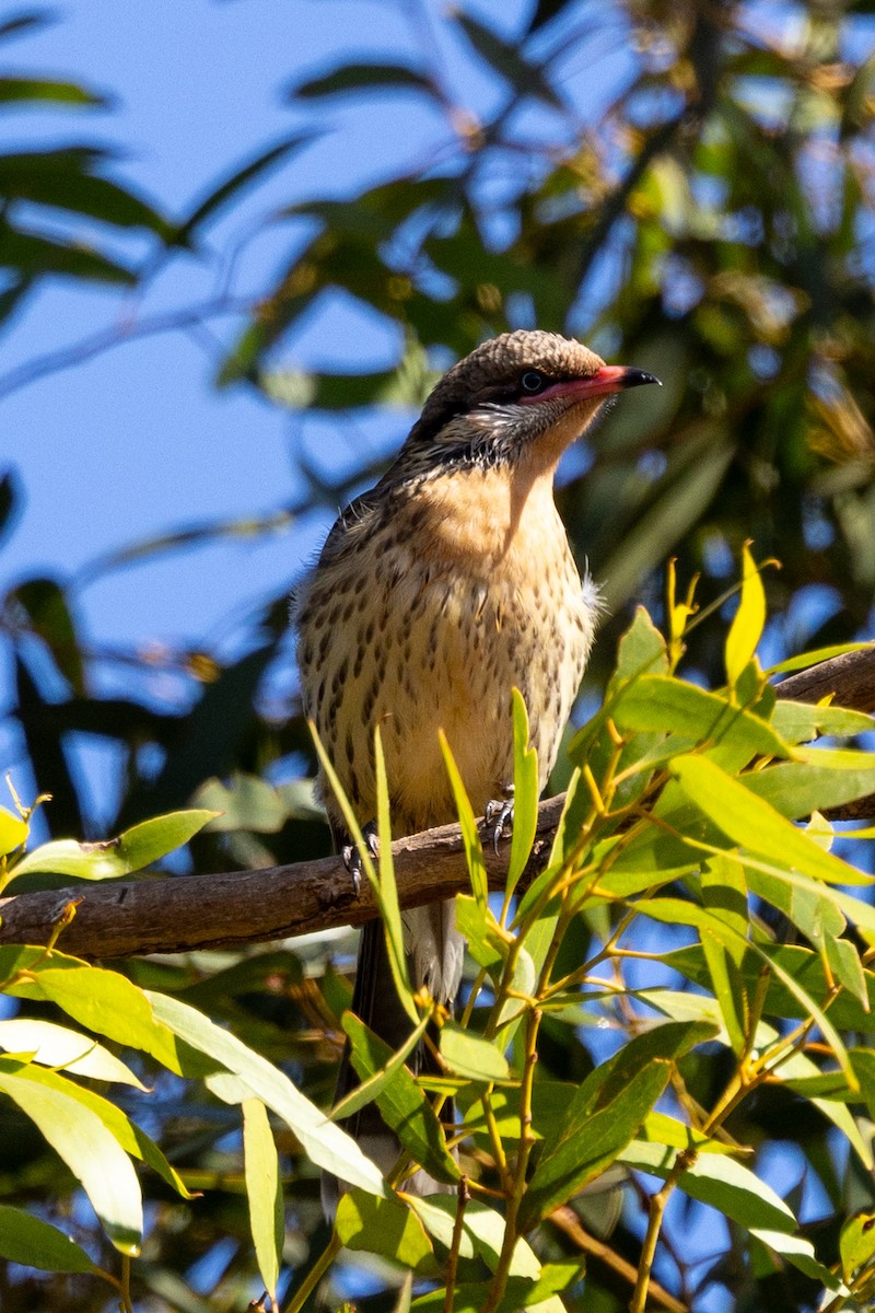 Spiny-cheeked Honeyeater - ML618805777