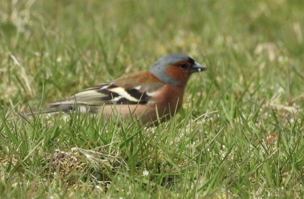 Common Chaffinch - Erica Kawata