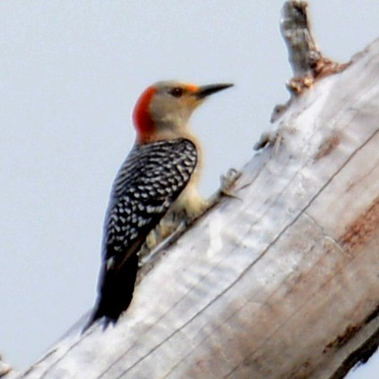 Red-bellied Woodpecker - John Whitehead