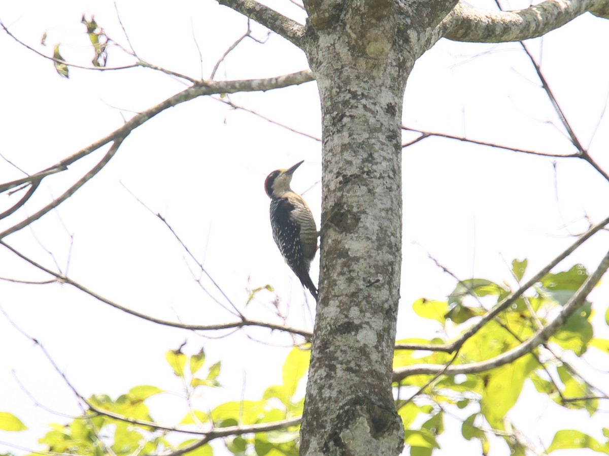 Black-cheeked Woodpecker - Desmond Allen