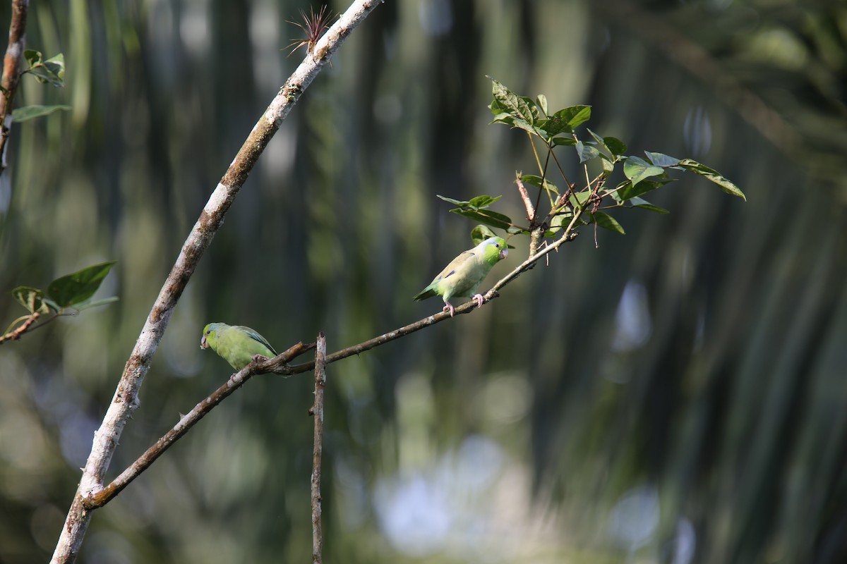 Pacific Parrotlet - Desmond Allen